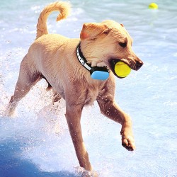 Electronic Anti-Bark Dog Collar Low Price Shock Control Device Tool