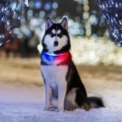 Adjustable Safety Pet Collar Night Safety Brand New Original Waterproof Led Dog Collar