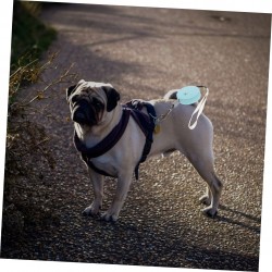 Walking Leash