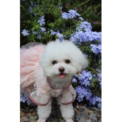 Pink Butterfly Cat Dress with Embroidery Thin Princess Dress for Small Pets (Summer) and Dolls with Leash Design