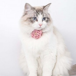 Cat Artificial Camellia Flower & Solid Color Pet Collar with Leash - for Small to Medium Cats & Dogs