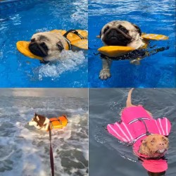 Custom Dog Swimwear Jacket Clothes Pet Swimwear Angel Wings Dog Life Jacket