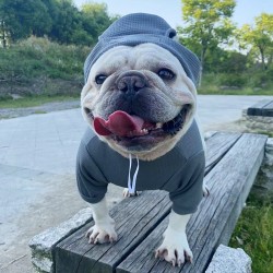 Custom Pet Shirt Suit