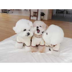 Custom Dog T-shirt Skirt Pet Clothes Thin Section Bear Embroidery Wholesale Spring and Summer Cloth