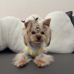 Custom Summer Dog T-Shirts Pet Apparel for Small and Medium Dogs, pet Accessories, pets Clothes