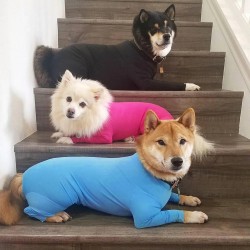Dog Onesie Clothes