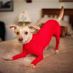 Custom Dog Onesie Clothes Car Travel Anxiety Calming Shirt Surgery Recovery Body Jumpsuit for Large Dogs