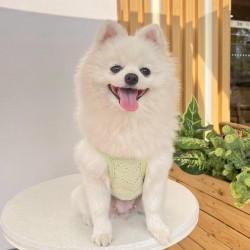Puppy Breathable Summer Shirts Cartoon Clothes for Soft Puppy Lovely Designer Party Holiday Pet Outfits Pet Cats Clothes