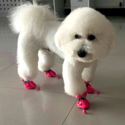 Warm Shoes