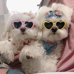 Dog Glasses