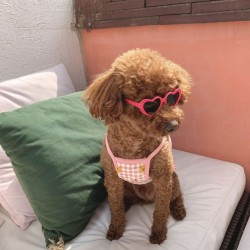 Custom Polyester Dog Glasses Cat Eye Sunglasses Supplier Sunglasses for Pets Sweet 7-15 Days Solid Low Price Golden Series
