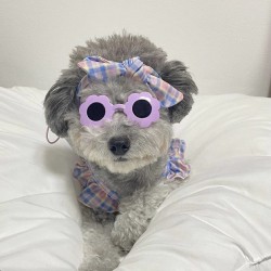 Custom Polyester Dog Glasses Cat Eye Sunglasses Supplier Sunglasses for Pets Sweet 7-15 Days Solid Low Price Golden Series