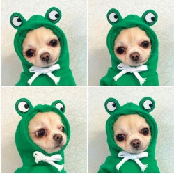 Wholesale Small Dog Hoodie Cute Fruit Dog Clothes Small Dog Hoodie Warm Fleece Pet Clothes