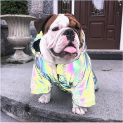 Dog Reflective Windproof Coat Waterproof Reflective Outdoor Dog Raincoat