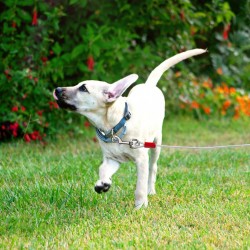 Pet Steel Wire Leash Chew Resistant Dogs Metal Leash Tie Out Cable Leash for Dogs Camping Outdoor Yard