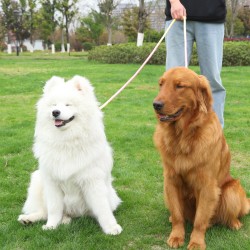 Durable Dog Slip Leash