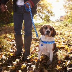 Adjustable Dog Neck Leash Collar Durable Nylon Dog Chain Collars Cat Leash Outdoor Walking