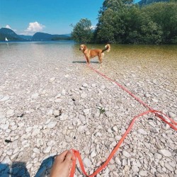 Pet Long Strong Leash Heavy Duty Eco Friendly Pvc Waterproof Rope Cat Pet Dog Lead Leash