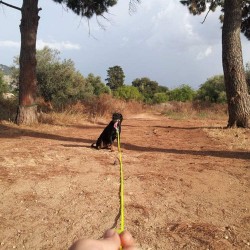 Pet Long Strong Leash Heavy Duty Eco Friendly Pvc Waterproof Rope Cat Pet Dog Lead Leash