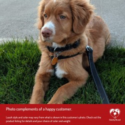 Custom Pet Conventional Leash Supplies Cat Accessories Designer Custom Adjusted Conventional Dog Leash Collar
