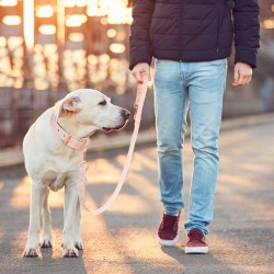 Custom Dog Rubber Leash Training Leash Dog Leash Buckle Metal Retractable Waterproof Pvc Dog Leash