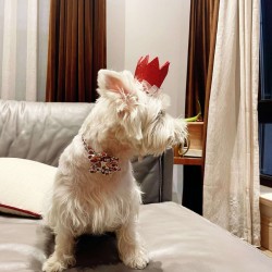 Pet Colourful Collar