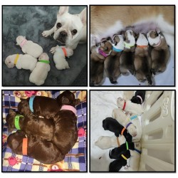 Custom Pet Adjustable Collar Identify Pet Band Puppy Id Collar Adjustable Polyester Cat Collar