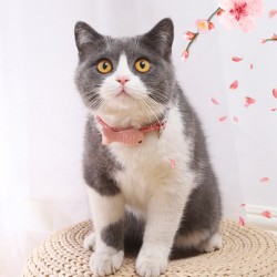 Adjustable Collar