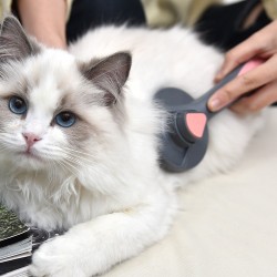 Pet Pumpkin Hair Brush Remover Pet Grooming Products Dog Cat Cleaning Brush