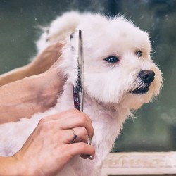 Pet Grooming Nail Scissor