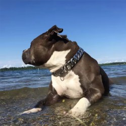 Custom Metal Pet Gold Chain Dog Collar for Small Medium Dog Accessories Stainless Steel Cuban Link Bulldog 32mm RIBBONS
