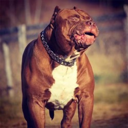 Custom Metal Pet Gold Chain Dog Collar for Small Medium Dog Accessories Stainless Steel Cuban Link Bulldog 32mm RIBBONS