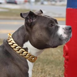 Custom Metal Pet Gold Chain Dog Collar for Small Medium Dog Accessories Stainless Steel Cuban Link Bulldog 32mm RIBBONS