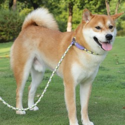 Custom Dog Nylon Leash With Customize Size and Color/ Nylon Dog Leashes and Collar With Custom Design