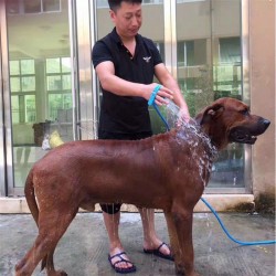 Wholesale Dog Bathing Brush Pet Shower Sprayer Grooming Use Brush Shower Accessories