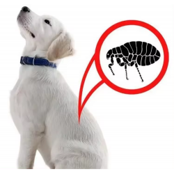 Wholesale Plastic Pet Tweezers Dog Tick Tweezers for Dogs Cats Humans