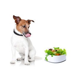 Custom Pet Food Feeder Stainless Steel LCD Display Smart Weighing Dog Cat Pet Slow Feeder Food Bowl