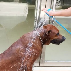 Pet Grooming Shower Brush Grooming Tool for Dogs & Cats