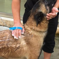 Pet Grooming Shower Brush Grooming Tool for Dogs & Cats