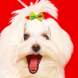 Dog Hair Bow