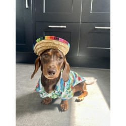 Pet Hawaiian Shirts