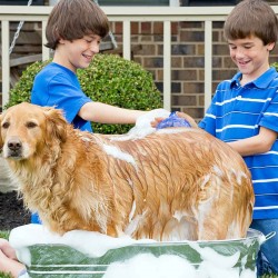 where to hand brush for dogs,cat brush silicone,grooming brush for short haired dogs from china supply
