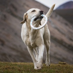 Custom Chew Dog Toys