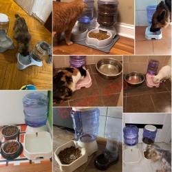 Automatic Cat Food Bowl Dispenser Large Capacity Bowl for Cats Dogs Feeding Drinking Pet Feeder
