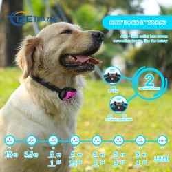 Control Collar