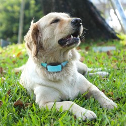 Control Collar