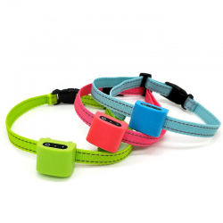 Dogs Collar