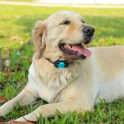 Custom Dog Training Collar Shock Anti Dog No Bark Collar Dog Trainer Collar With Remote