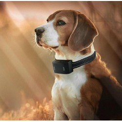 Training Collar