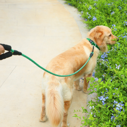 Custom Dog Nylon Leash With Comfortable Padded Handle Highly Reflective Threads Dog Leashes